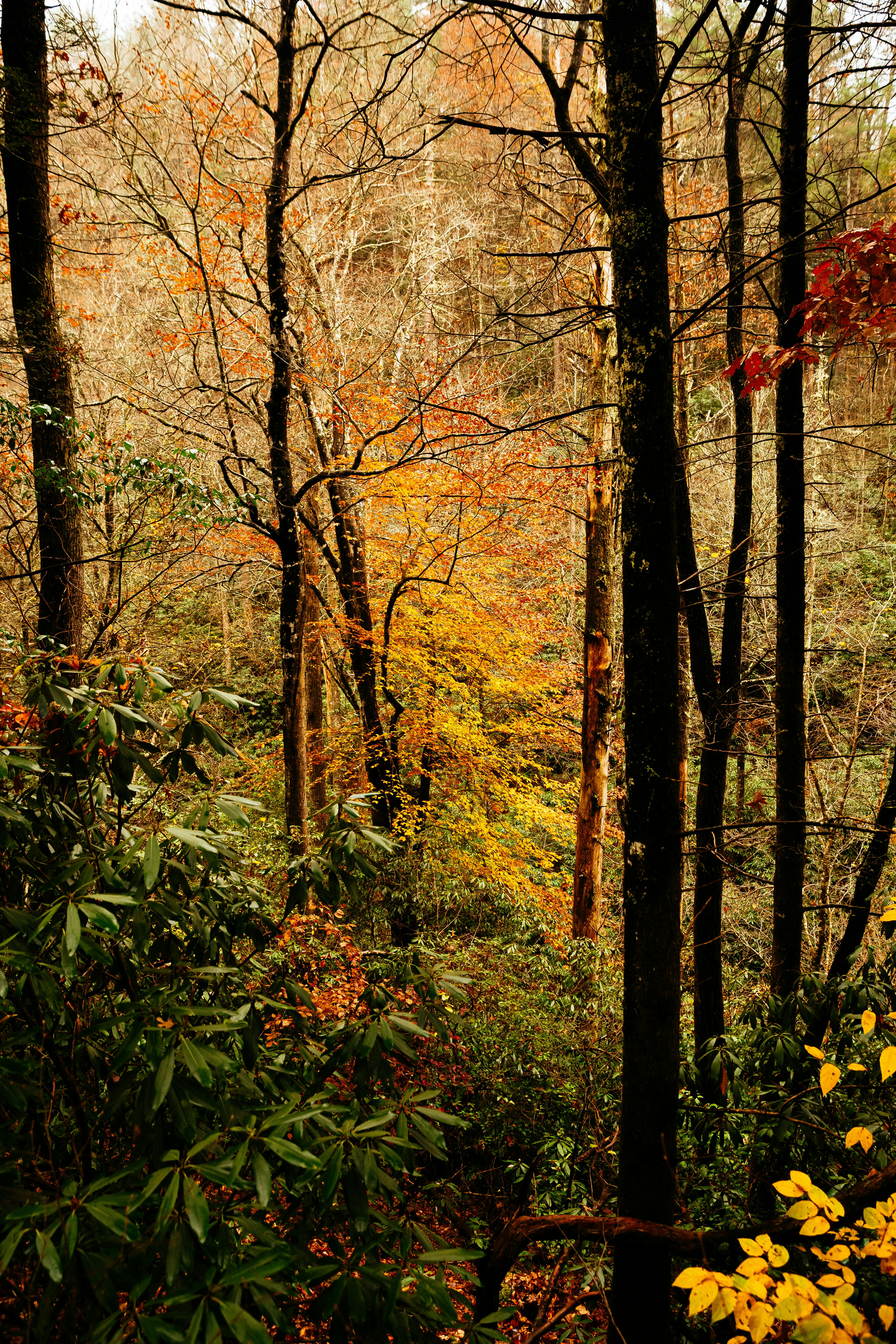 Beautiful autumn forest in Helen, Georgia with golden leaves and rich foliage.