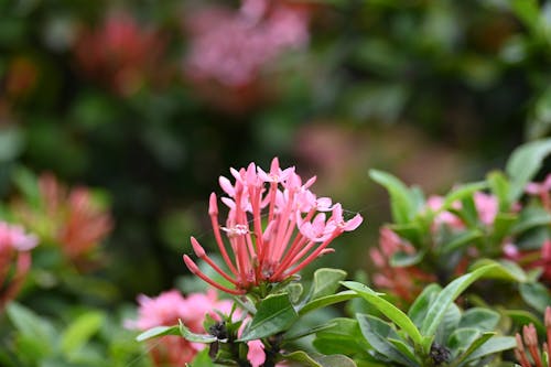 Red Flowers ,Flower, Natural Photography, Manish Photography Bhopal, Manish Bharke