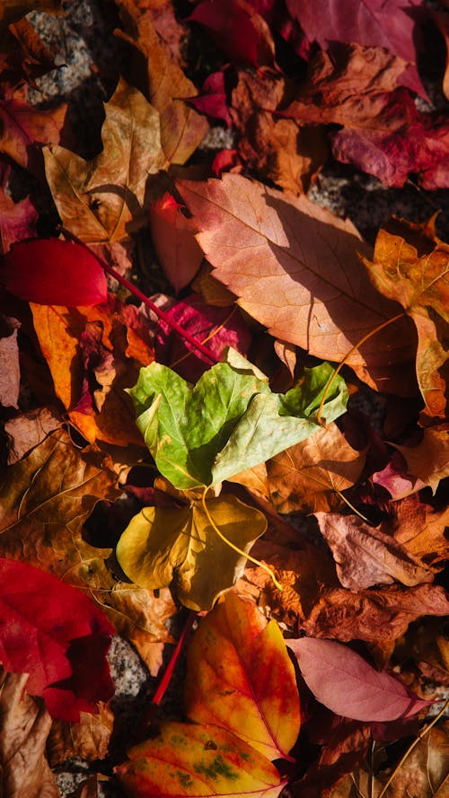 Základová fotografie zdarma na téma listy na stromu, podzim, podzimní barva listů