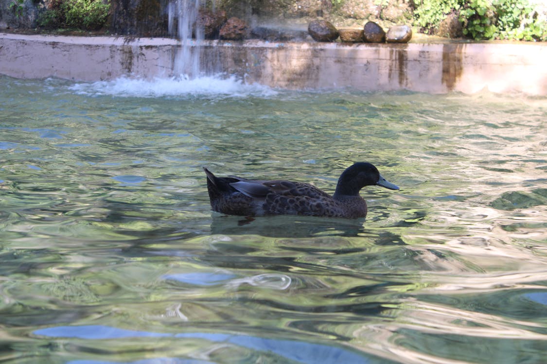 parque Genovés de Cádiz - fotografía 2. Los patos del jardín botánico
