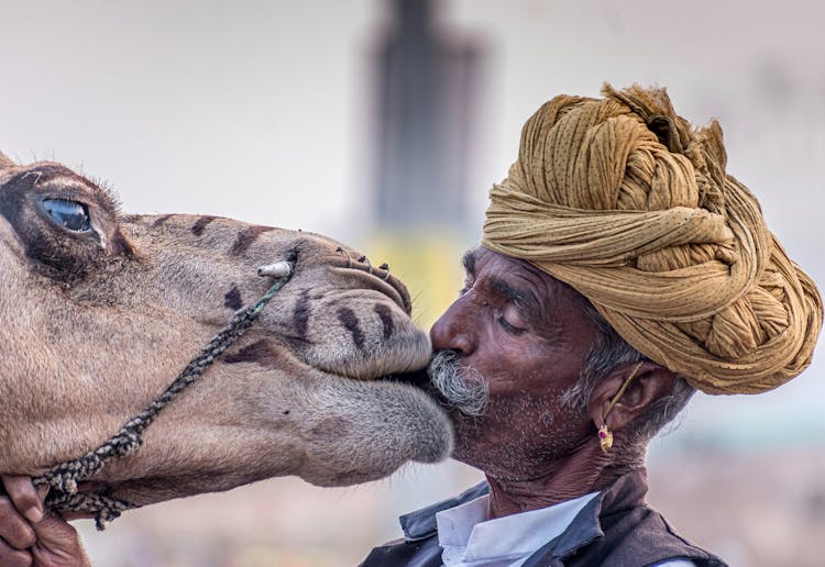 Man In Turban Kissing Camel