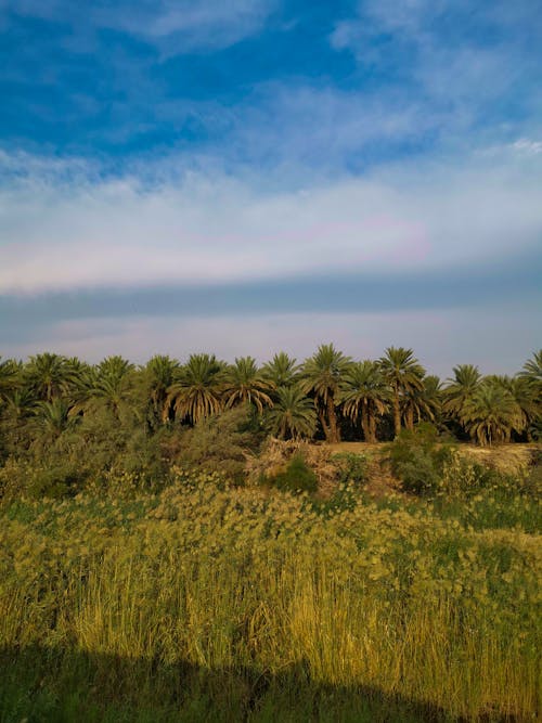 Darmowe zdjęcie z galerii z krajobraz, natura, palmy