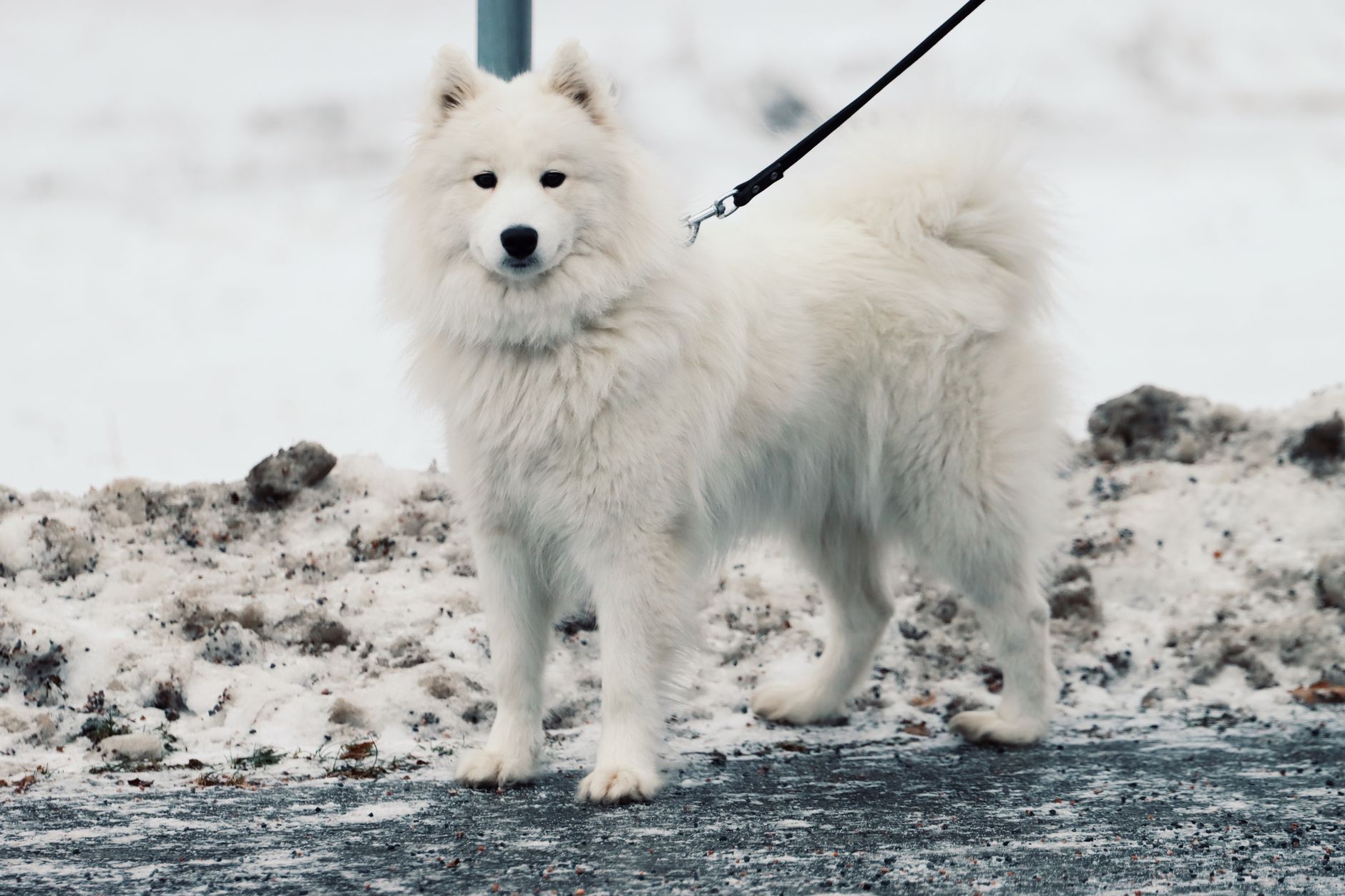 6. The Samoyed