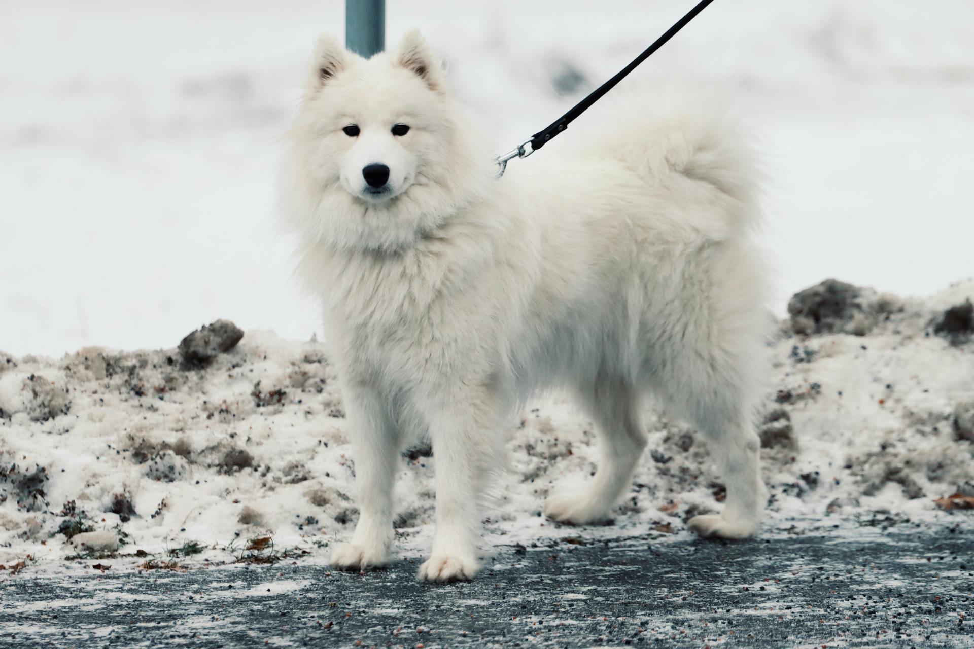 White Dog Standing Outdoors in Winter