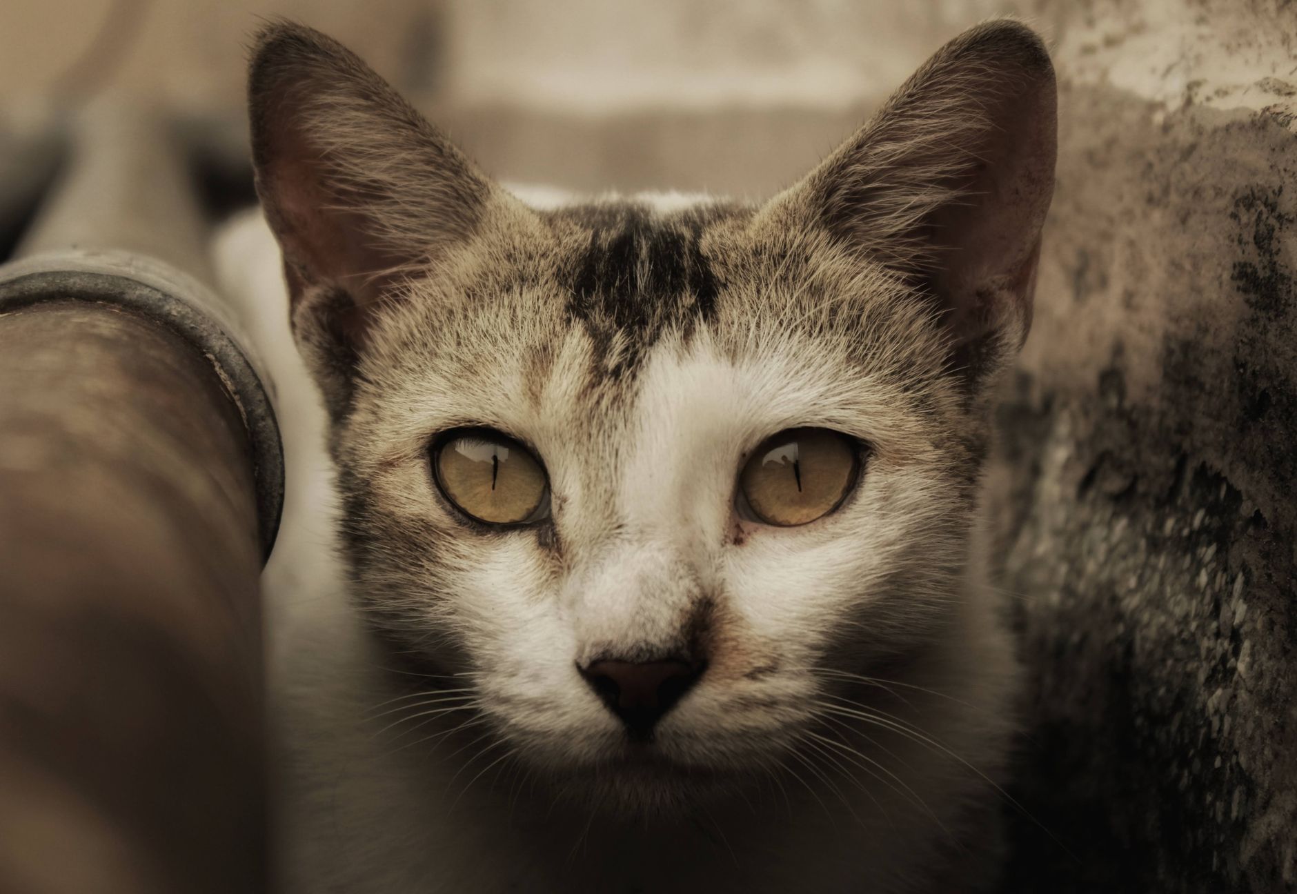 Veterinarian examining a cat during a checkup