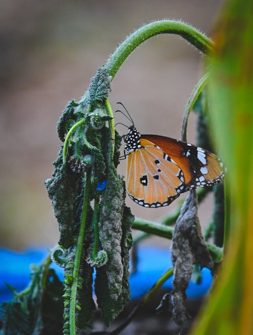 Cute Butterfly, Natural Butterfly, Manish BHaRKe, Manish Photography Bhopal