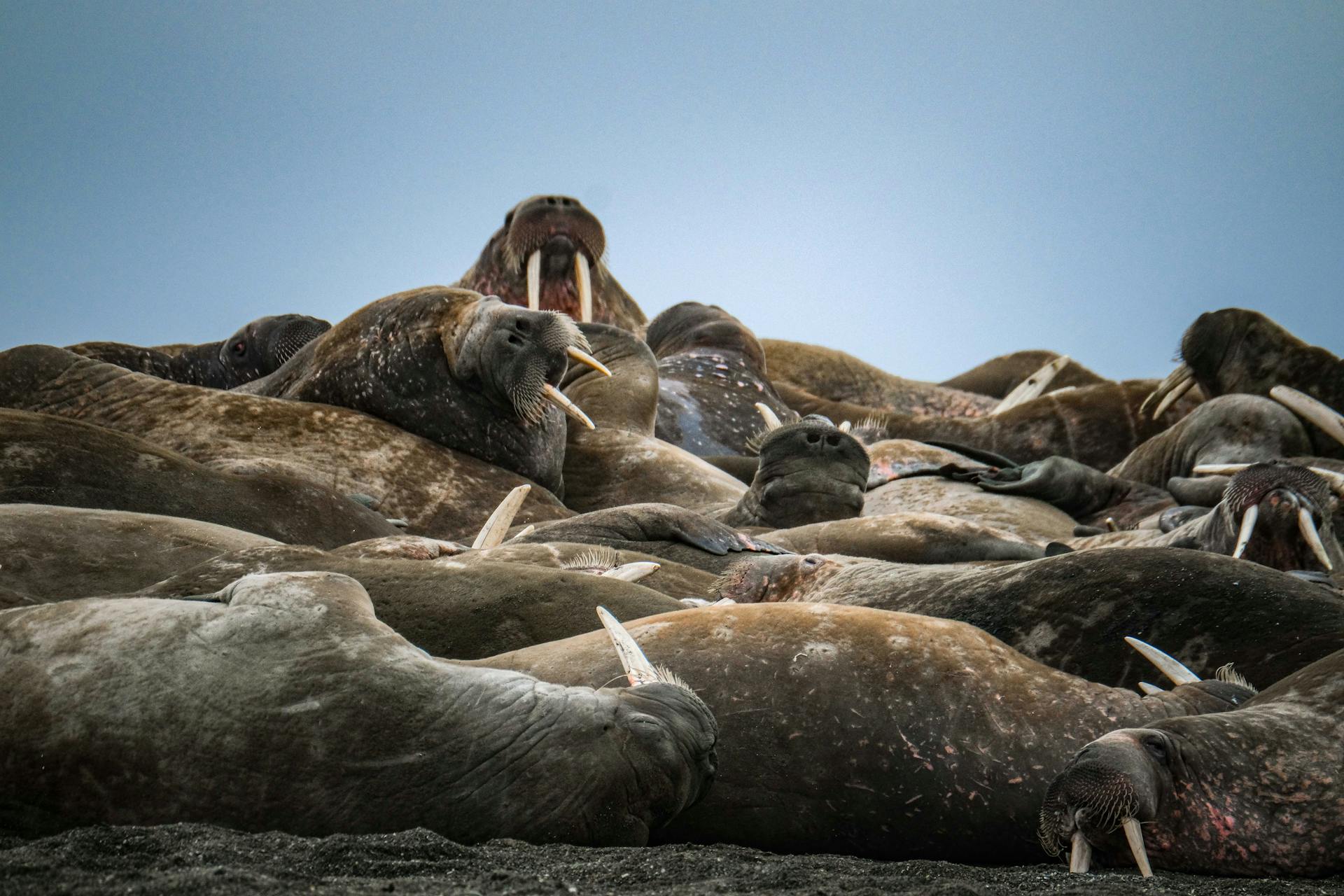 A large group of walruses lying on a rocky Arctic shoreline, displaying natural behavior.