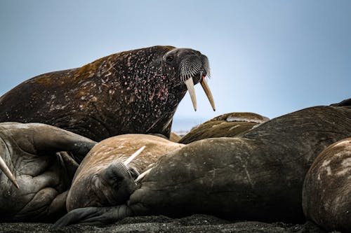 Walruses Lying on Beach