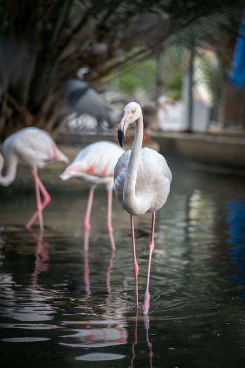 Free Beautiful pink flamingos gracefully standing in calm water, reflecting serene nature. Stock Photo
