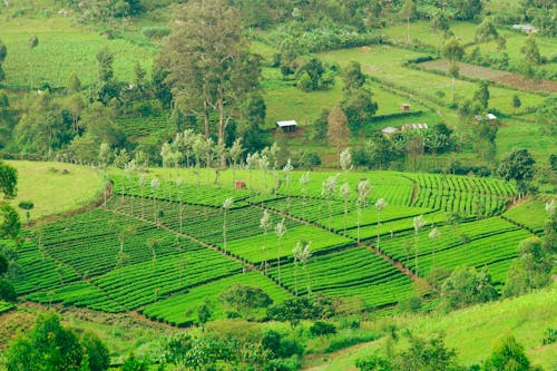 Foto d'estoc gratuïta de agricultura, arbres, camps