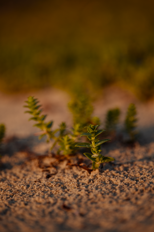 Free Close-up of a small green plant growing in the sand with natural sunlight creating a warm ambiance. Stock Photo