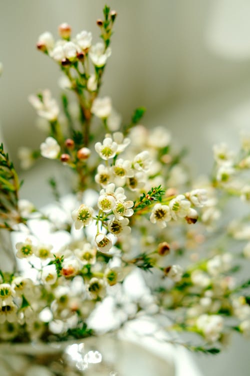 Spring Blossoming Branch with White Small Flowers