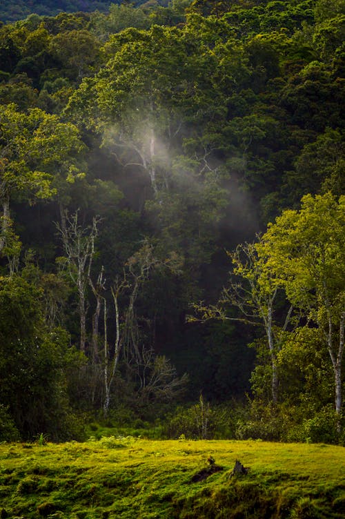 Green Tropical Dense Rainforest