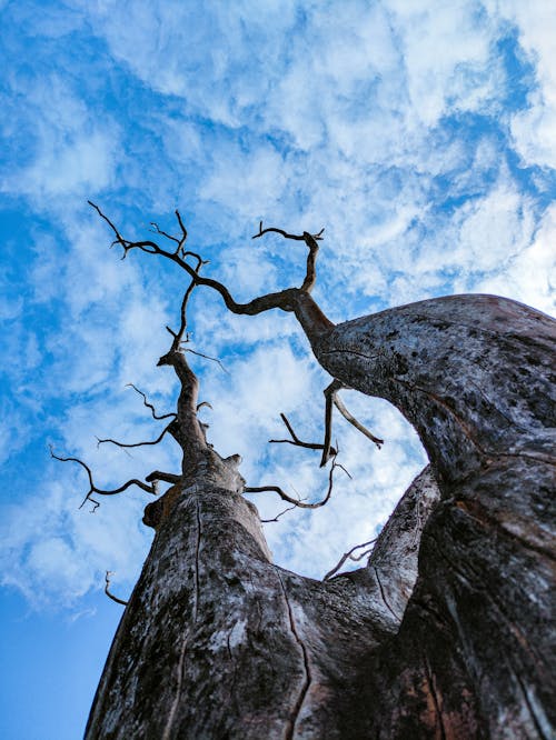 Бесплатное стоковое фото с вертикальный выстрел, ветви, голубое небо