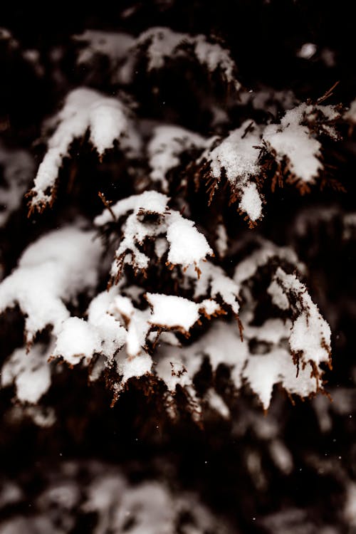 Coniferous Tree Covered with Snow 