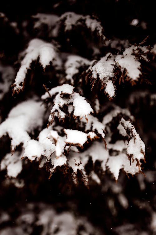 Kostenloses Stock Foto zu baum, kalt, nadelbaum