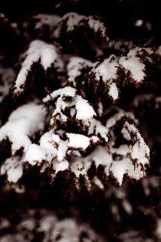 Close-up of snow-laden branches in a coniferous forest, showcasing the beauty of winter.