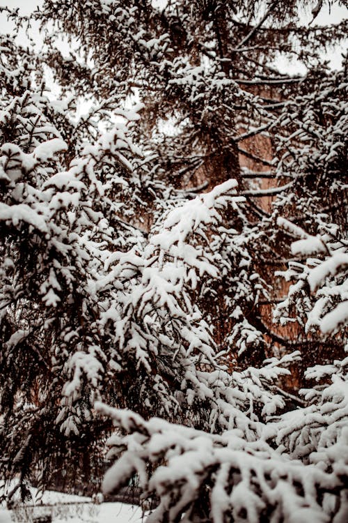 Coniferous Trees Covered with Snow 