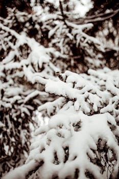 A serene winter scene of snow-laden tree branches in a forest, capturing the quiet beauty of snowfall.