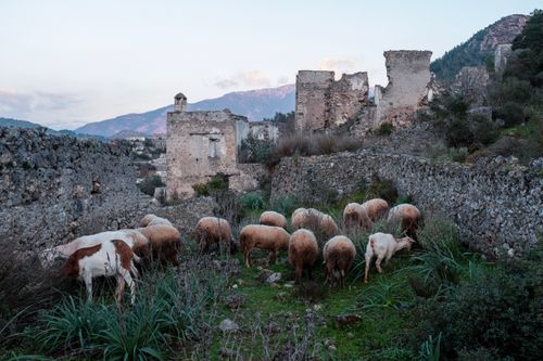 Free Sheep grazing among the historical ruins of Kayaköy, a picturesque village in Türkiye. Stock Photo