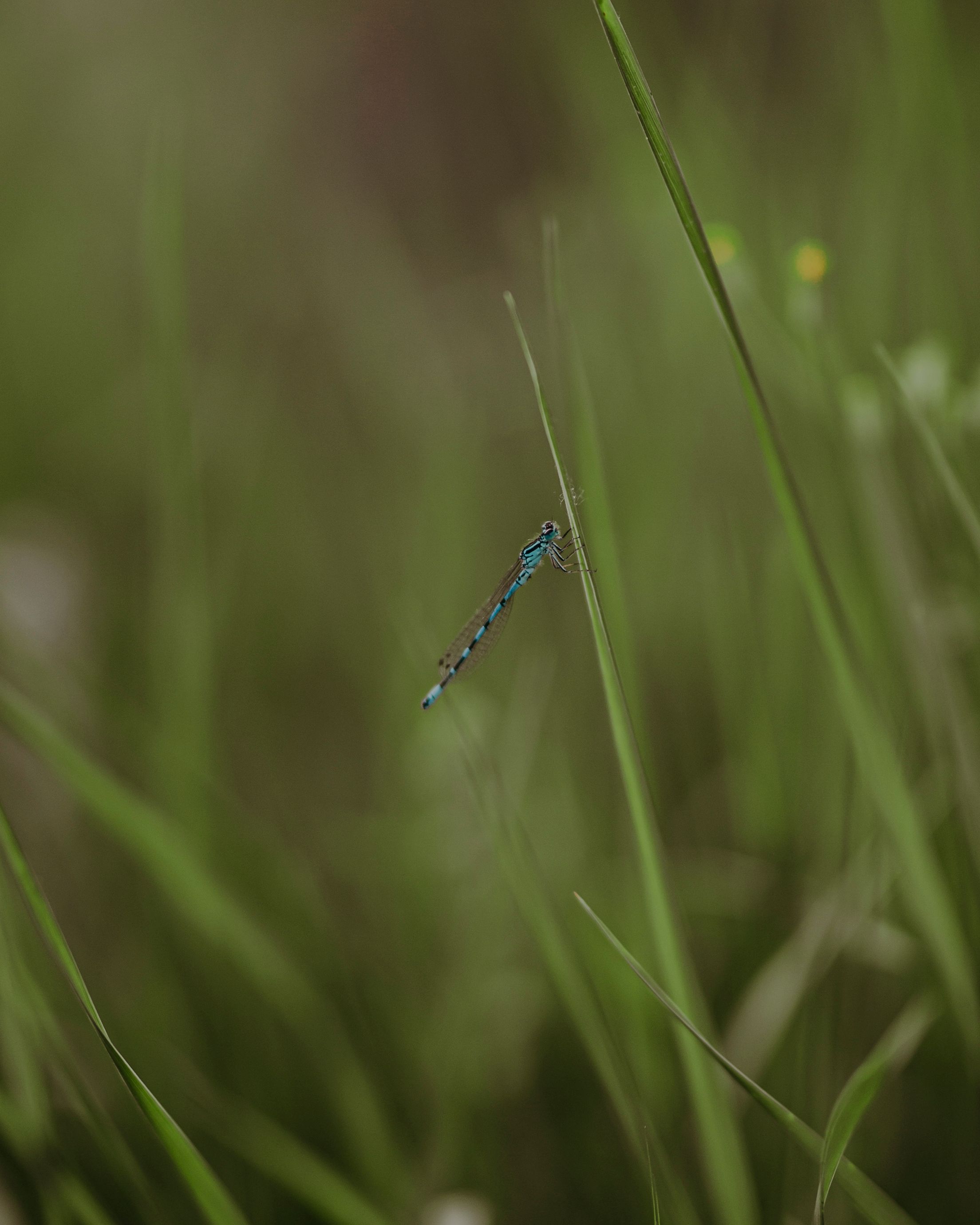 Blue Damselfly on a Blade of Grass · Free Stock Photo
