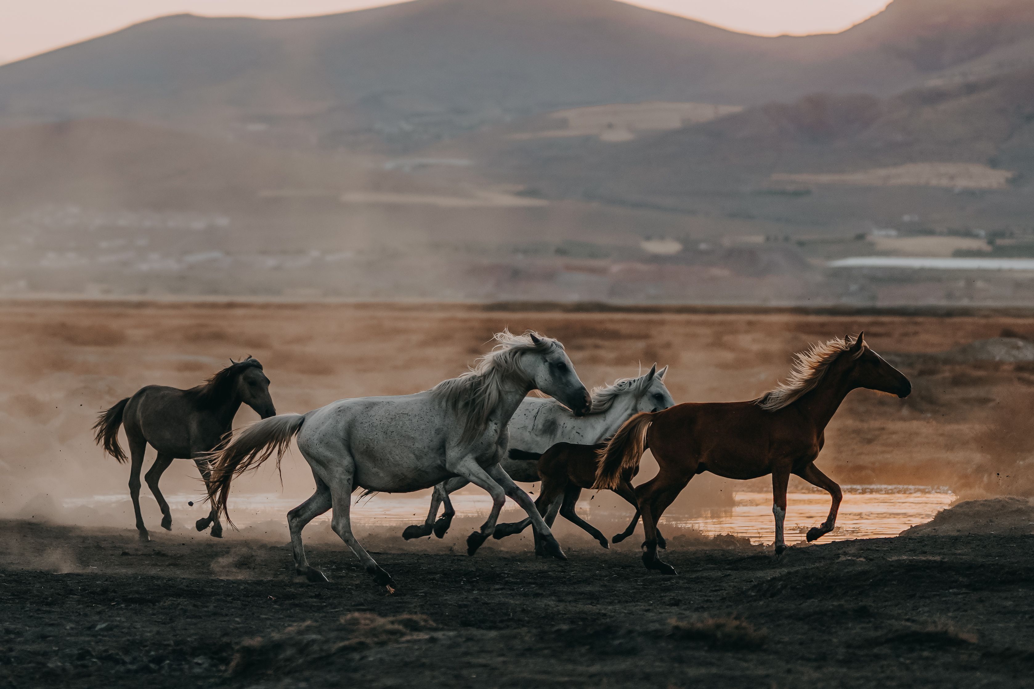 A herd of wild horses running energetically across a dusty, outdoor landscape.