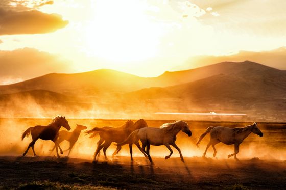 Horses running at sunset, photo by Osman Arabaci on Pexels