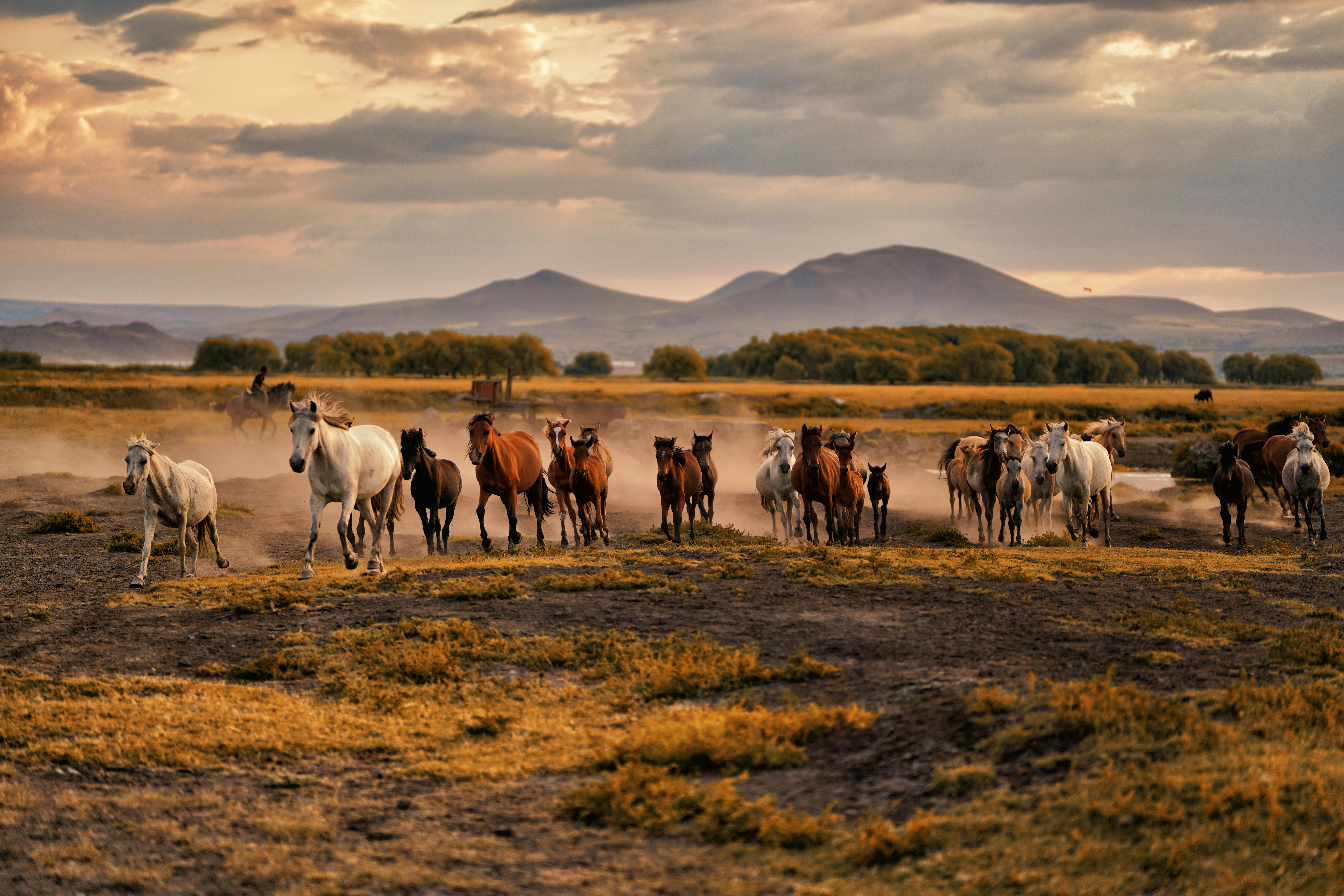 Türkiye’s population prefers Western lifestyle, survey shows — Photo by Osman Arabacı on Pexels