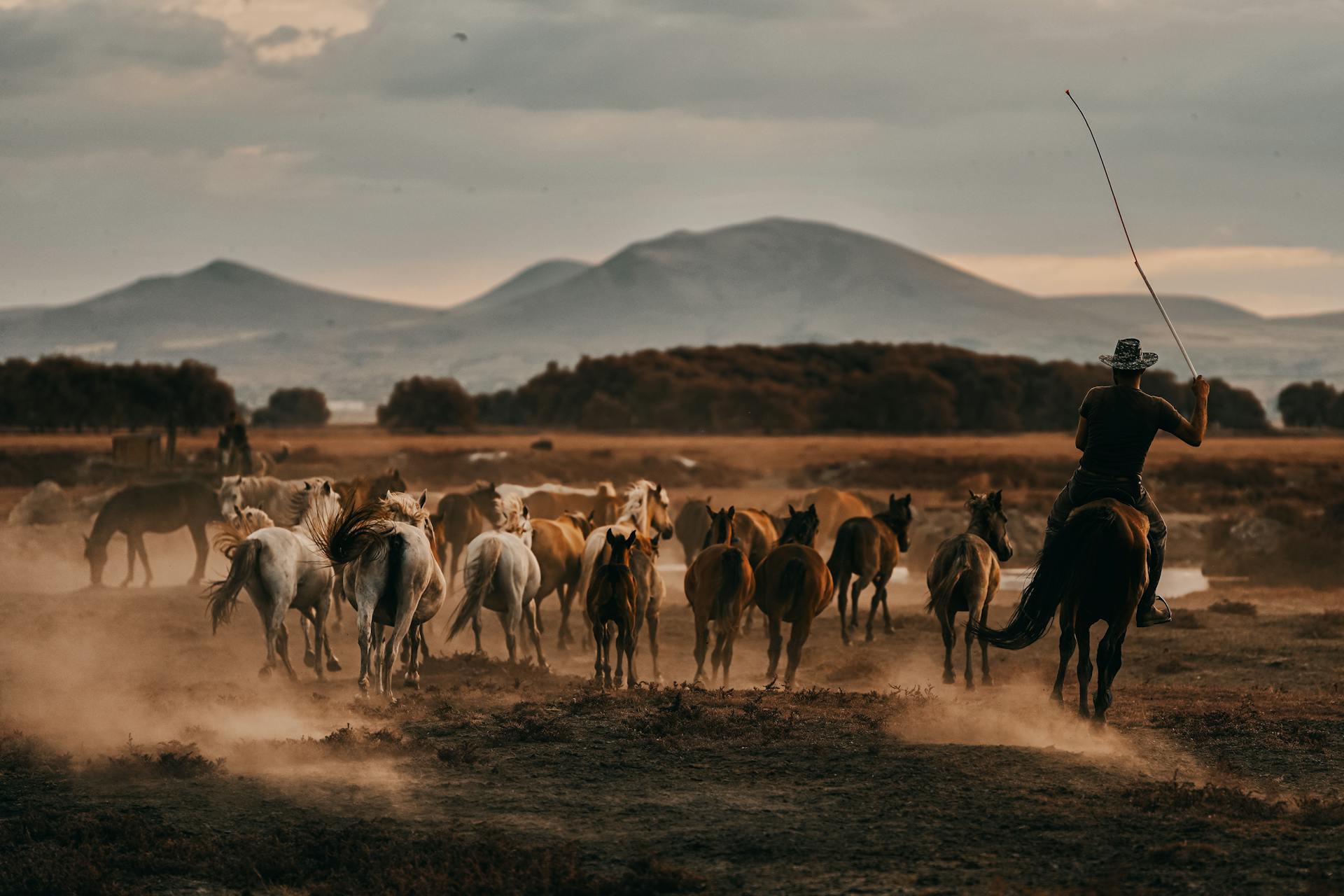 Un cow-boy qui fouette les chevaux