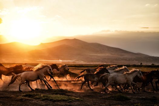 Horses running in the sunset on a dirt road