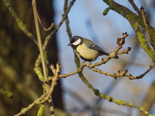 Free Great tit bird perched on a branch in natural surroundings, highlighting wildlife beauty. Stock Photo