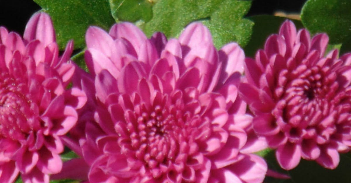 Free stock photo of beautiful flowers, chrysanthemum, city park