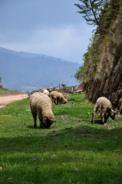 Foto d'estoc gratuïta de brouter, moutons