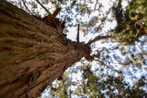 Foto d'estoc gratuïta de arbre, bagul, closca