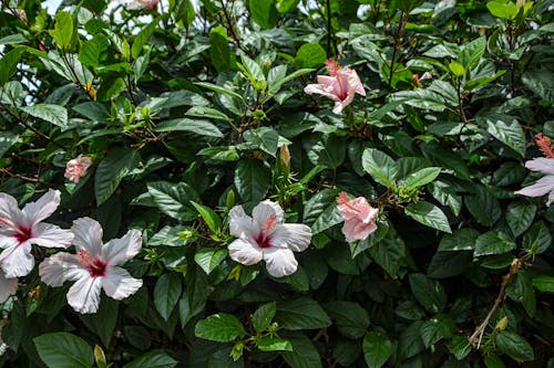 Foto d'estoc gratuïta de arbres, flors, natura