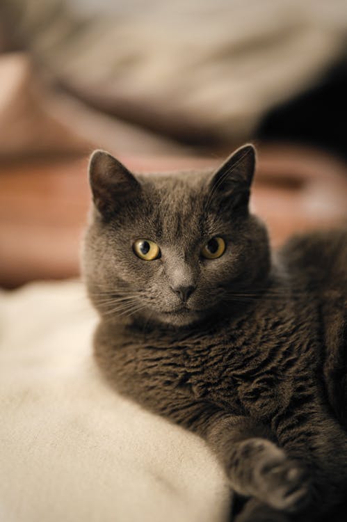 Foto profissional grátis de agradável, amantes do gato, animal