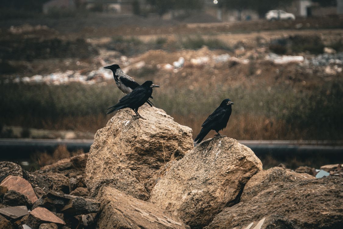 Crows Using Rocks Rooks and a Gray Crow Perching on Rocks · Free Stock Photo