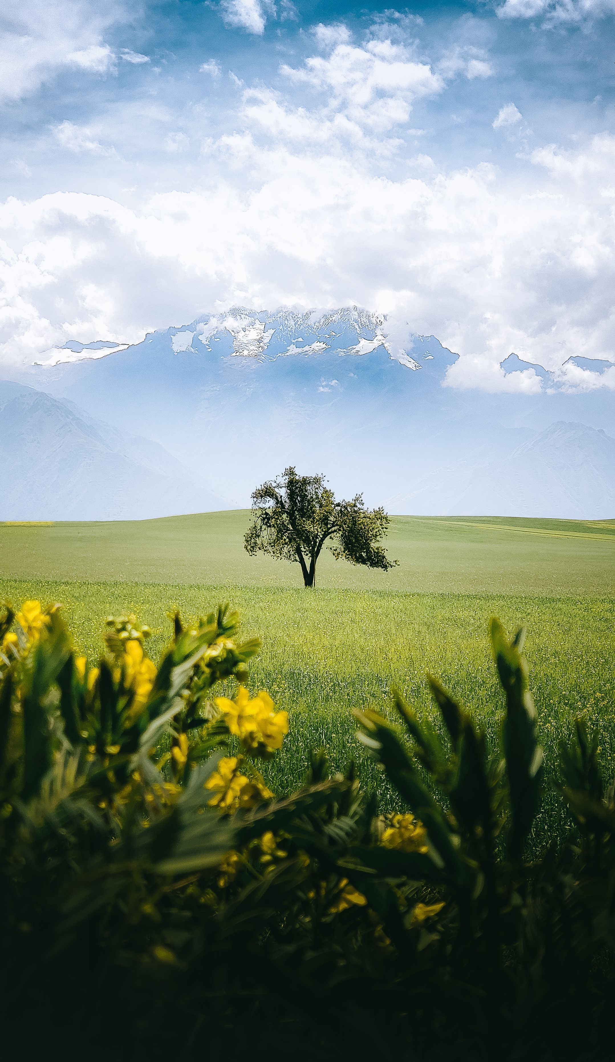 Scenic View of a Green Meadow with a Single Tree · Free Stock Photo