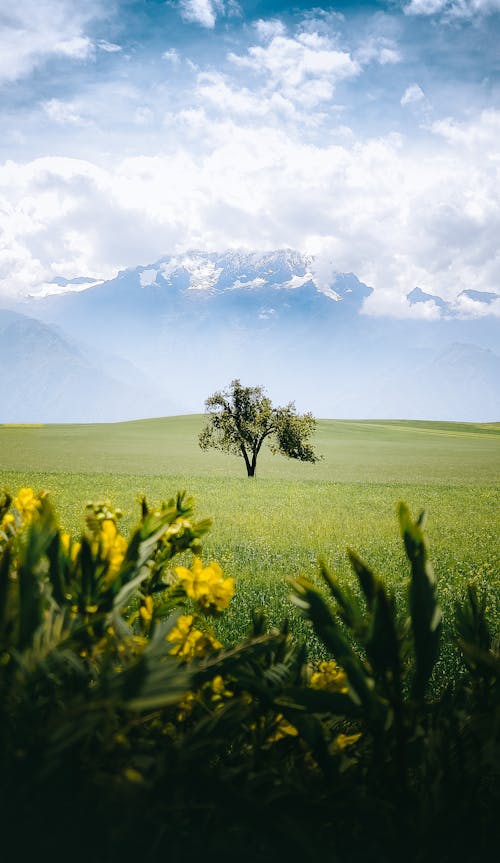 Scenic View of a Green Meadow with a Single Tree