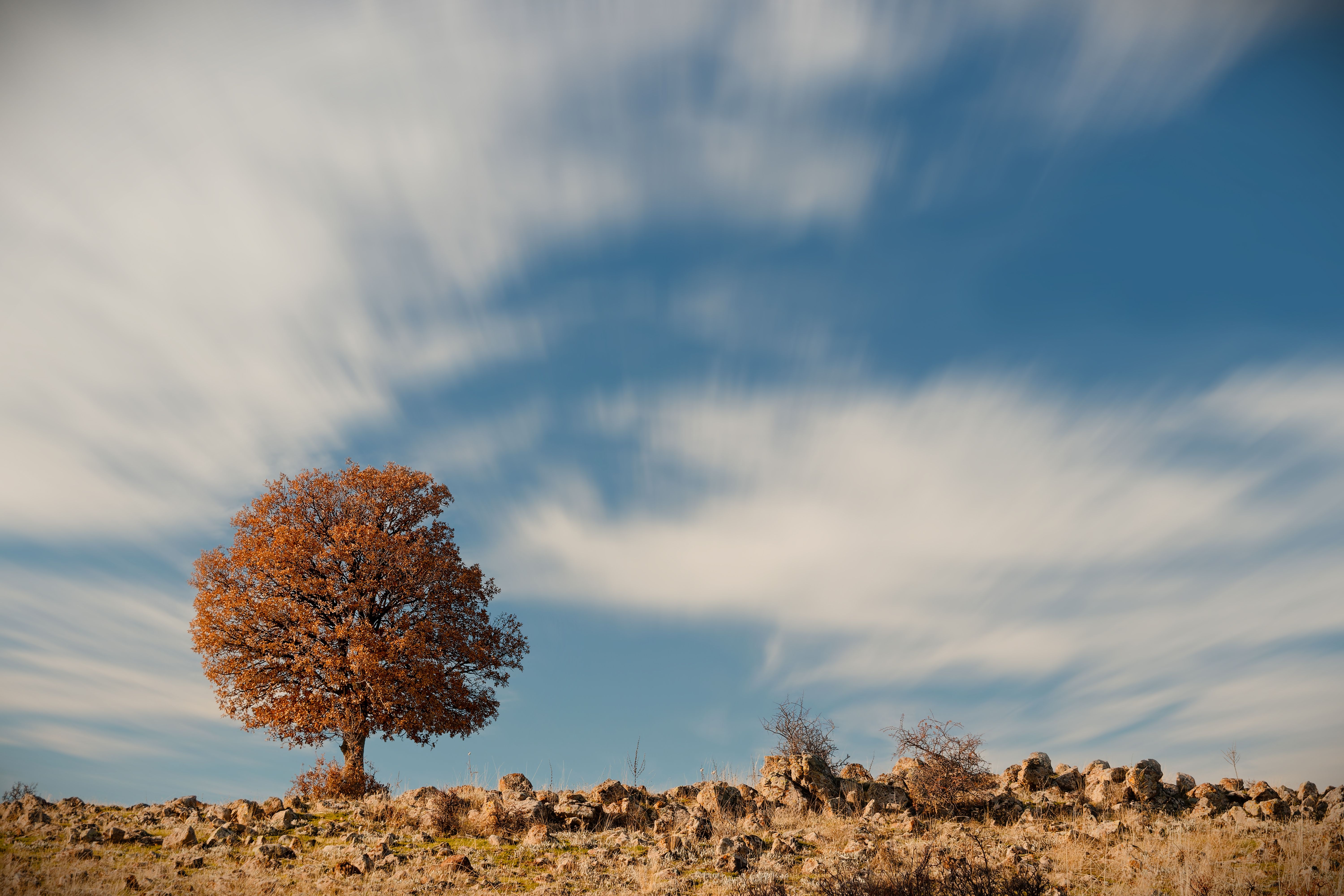 View of Dry Meadow and a Tree under Blue Sky with White Clouds · Free ...