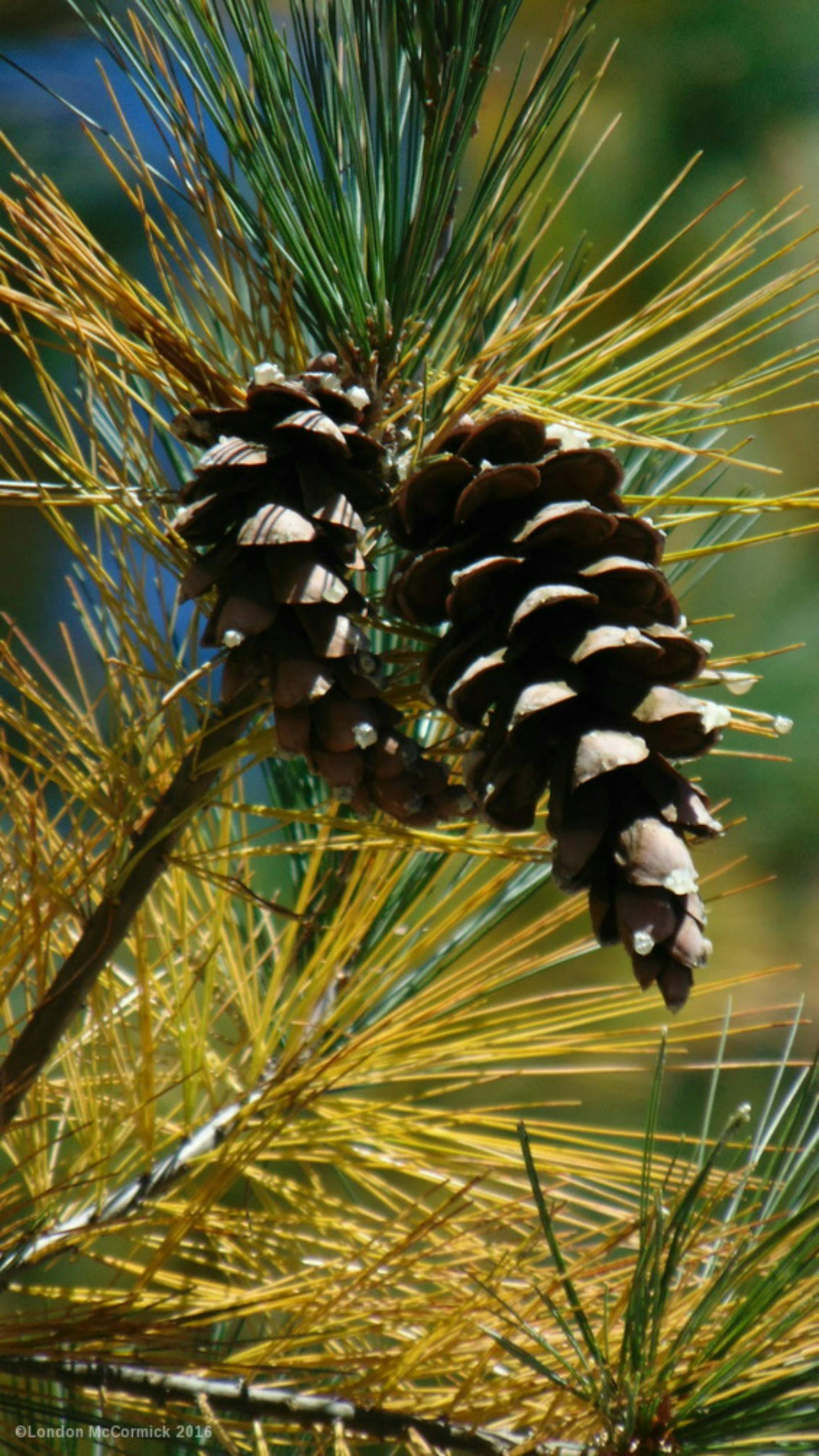 3000 Gambar Daun  Pinus  HD Terbaik Gambar ID