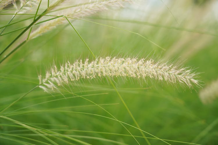 Fluffy Grass In Spring