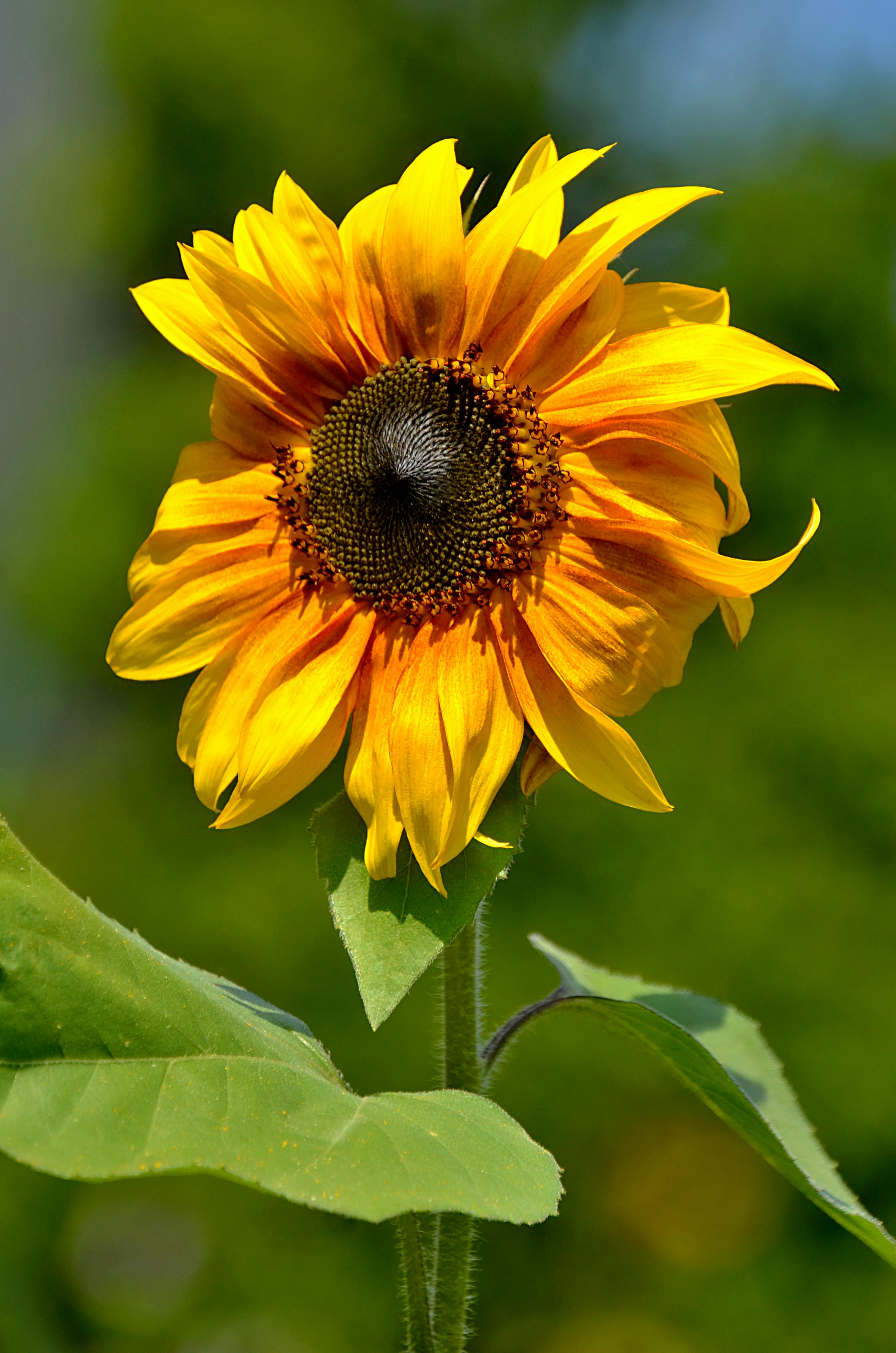 Yellow Sunflower Macro Photographyt · Free Stock Photo