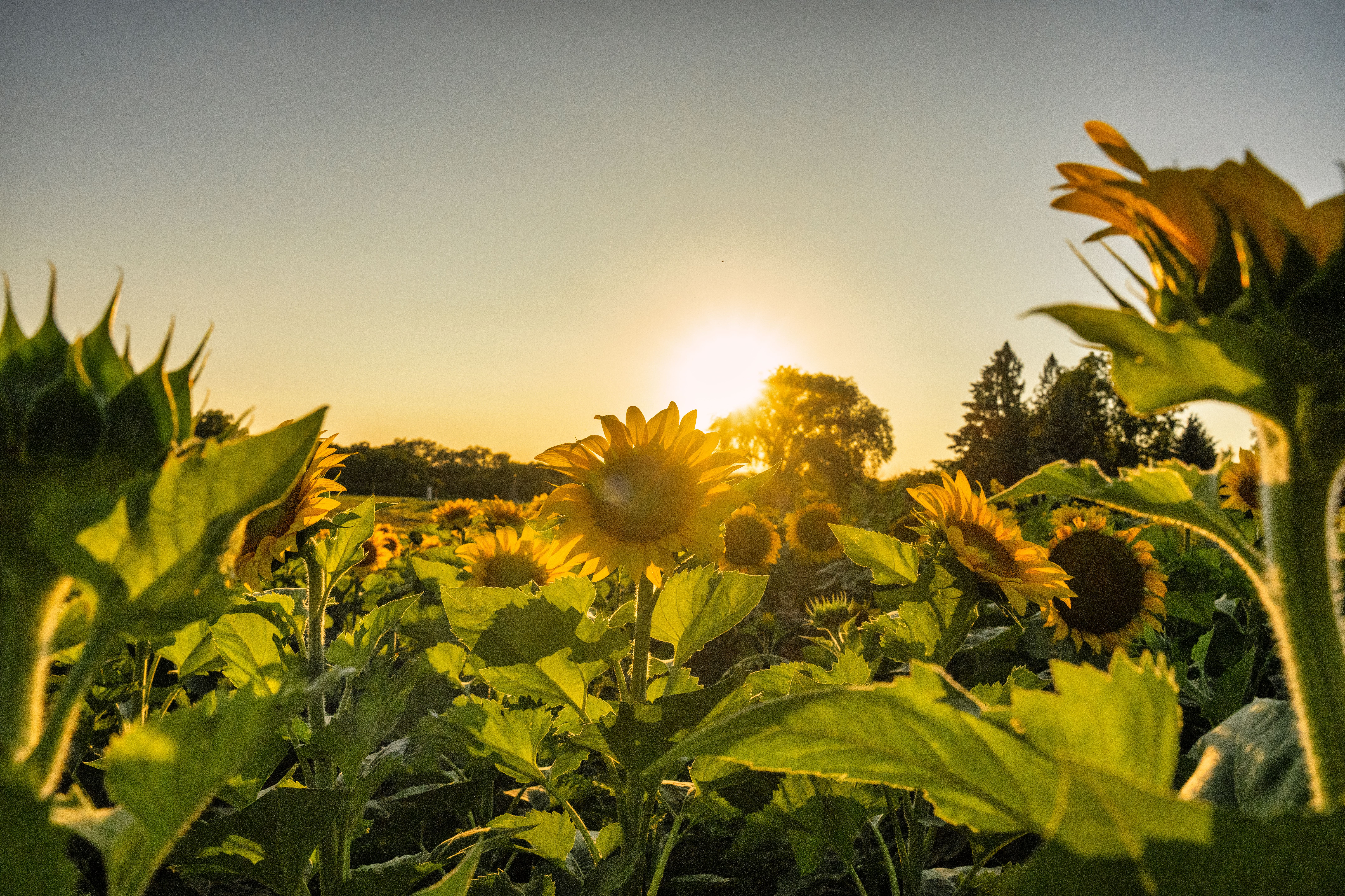 Sunflowers basking in the golden sunlight at sunset in Nelson, WI.