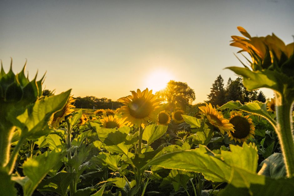 Sunflowers basking in the golden sunlight at sunset in Nelson, WI.