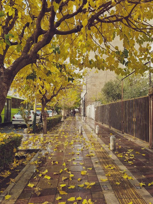 Sidewalk Covered in Fallen Autumn Leaves