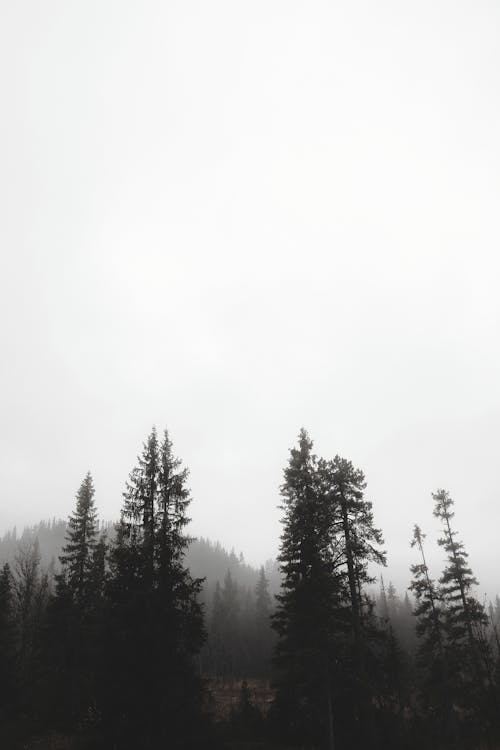 White Sky over a Foggy Forest