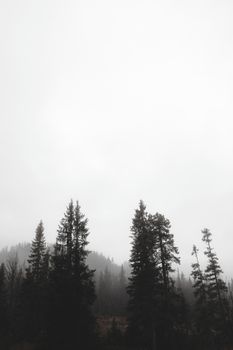 Tranquil foggy forest scene with tall coniferous trees and a white sky.