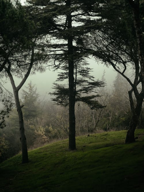 Coniferous Forest at a Foggy Autumn Day