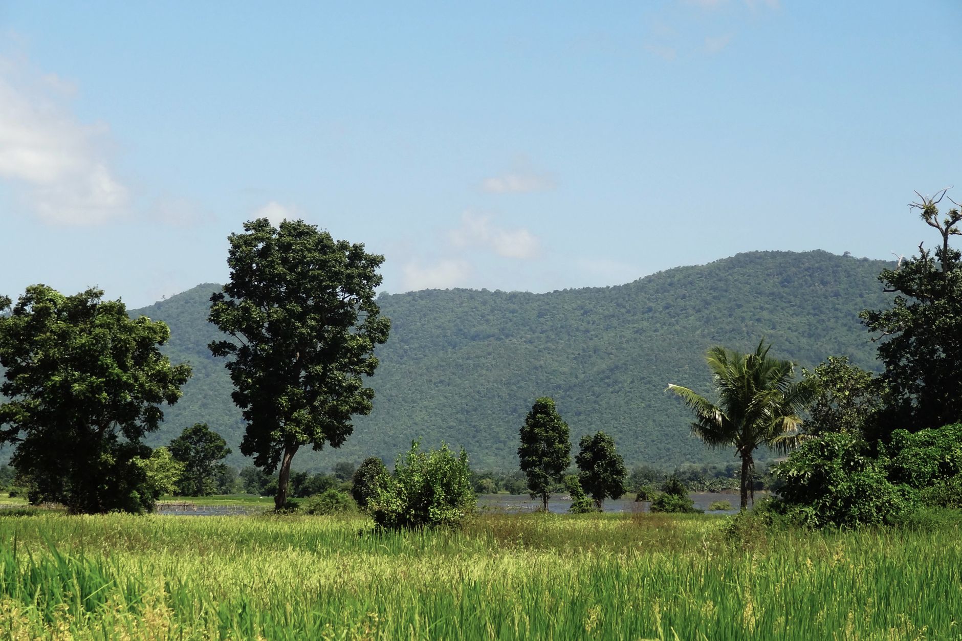 Scenic view of green fields and mountains in Kampot Province, Cambodia.